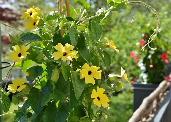 Waldkristall فندق فراوناو